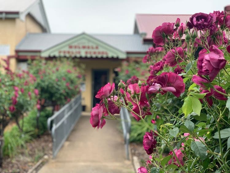 Roses at front of school